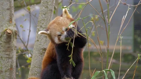 Red Panda eating 動画素材 76843201