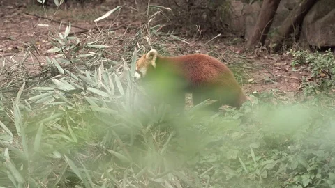 Red Panda eating Stock Footage 125342283