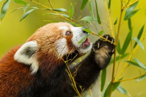 Red panda eating in the forest Foto stock
