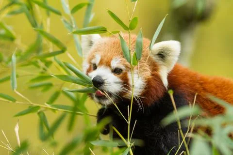 Red panda eating in the forest Stock Photos