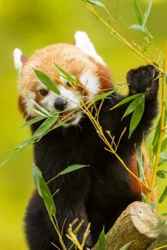 Red panda eating in the forest Stock Photos
