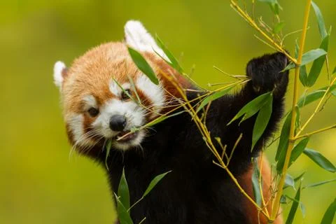 Red panda eating in the forest Stock Photos