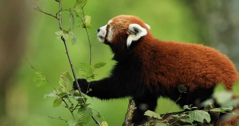 Red panda eating leaf in the forest Stock Footage 119319894