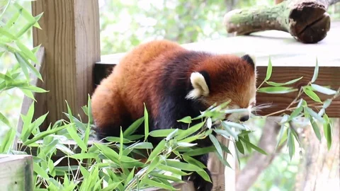 Red Panda Eating Leaves 스톡 동영상 129443682