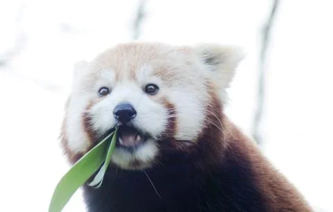 Red panda eating Stock Photos