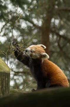 Red panda eating Stock-Fotos