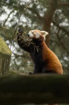 Red panda eating Stock Photos