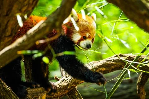 Red panda eating Stock Photos