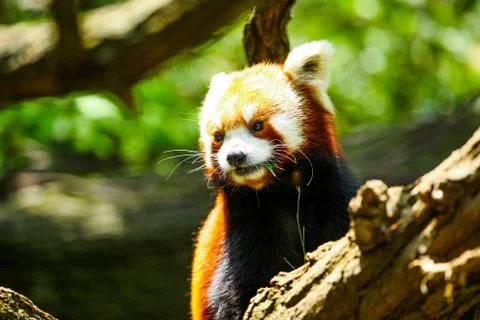 Red panda eating Stock Photos