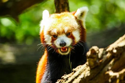 Red panda eating Stock Photos