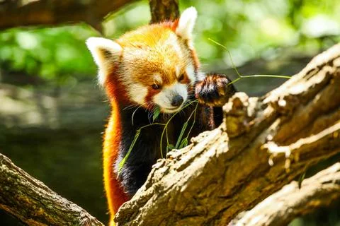 Red panda eating Stock Photos