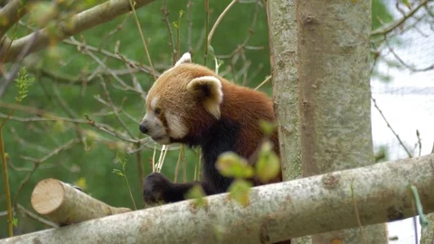 Red Panda eating in treetop 動画素材 76843151
