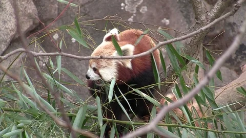 Red panda eats bamboo leaves HD Stock Footage 97243536