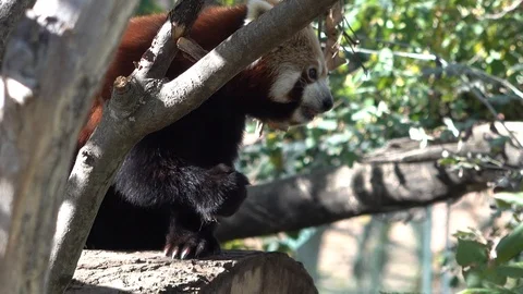Red panda eats Stock Footage 120342937