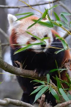 Red panda eats Foto stock