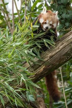 The red panda eats on a tree Stock Photos