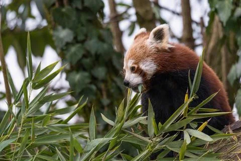 The red panda eats on a tree Stock Photos