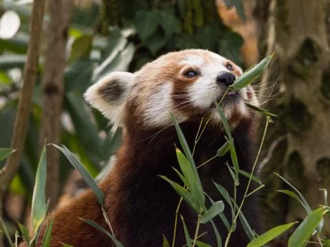 The red panda eats on a tree Stock Photos