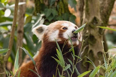 The red panda eats on a tree Stock Photos