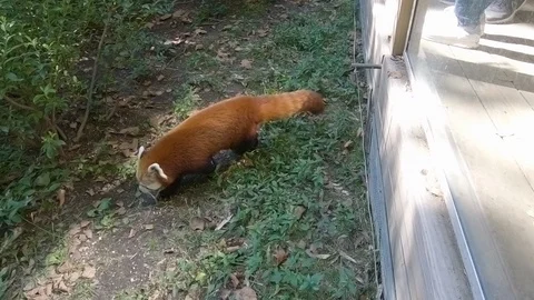 Red Panda exhibit in the Central Park Zoo in New York City, Manhattan, New Yo Stock Footage 95856910