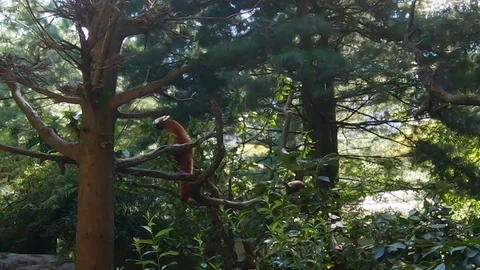Red Panda exhibit in the Central Park Zoo in New York City, Manhattan, New Yo Stock Footage 95857287