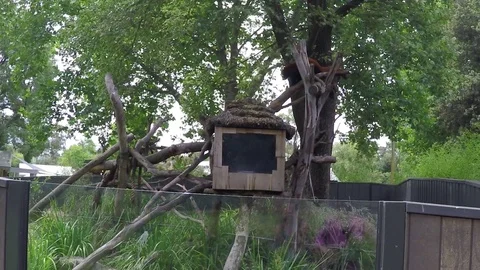 Red Panda exhibit at the Melbourne Zoo in Melbourne Australia Stock Footage 82178374