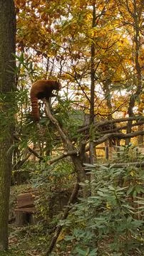 Red panda exploring lush green foliage in the forest. Vertical mobile photo Stock Photos