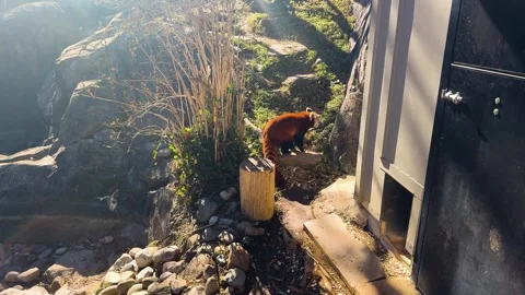 Red panda exploring rock garden under the sun. Stock Footage 305007680