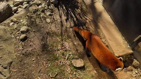 Red panda exploring rock garden under the sun. Stock Footage 305007682