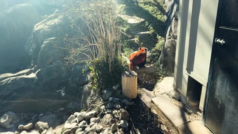Red panda exploring rock garden under the sun. Stock Footage 305007684