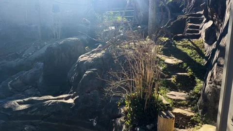 Red panda exploring rock garden under the sun. Stock Footage 305007685