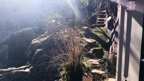 Red panda exploring rock garden under the sun. Stock Footage 305007686