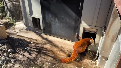 Red panda exploring rock garden under the sun. Stock Footage 305007690