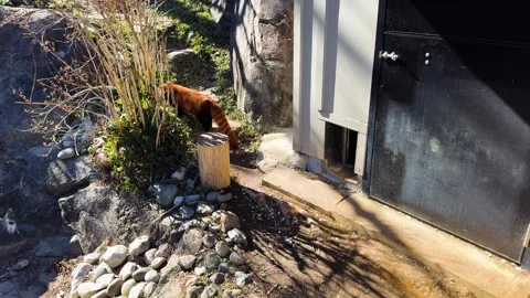 Red panda exploring rock garden under the sun. Stock Footage 305007694