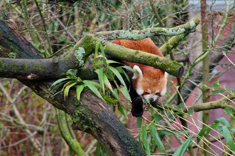 Red Panda Exploring a Tree Branch Stock Photos
