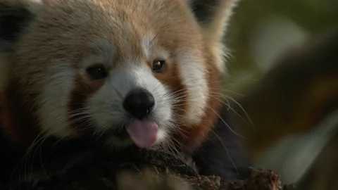 Red Panda Extreme Close up Stock Footage 162489148