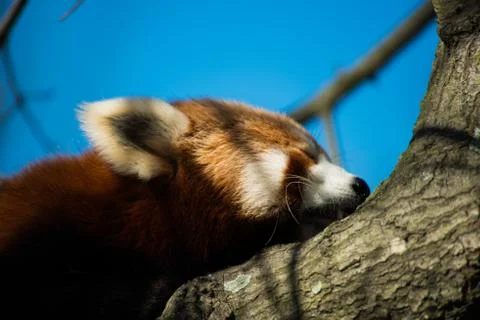 Red Panda Face Close Up Stock Photos