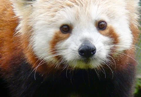 Red Panda face close Stock Photos