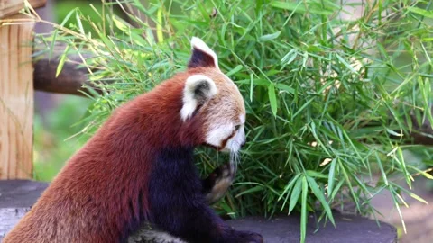 Red Panda Feeding on Bamboo Leaves in Zoo Enclosure, Wildlife Portrait Stock Footage 337096237