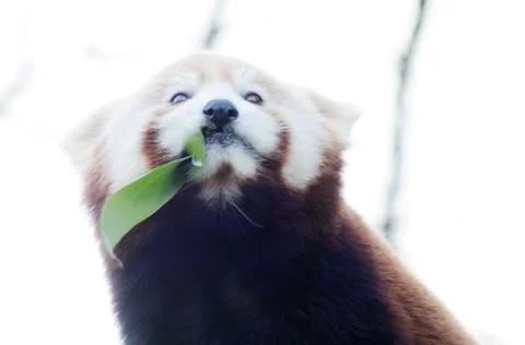 Red panda feeding Stock Photos
