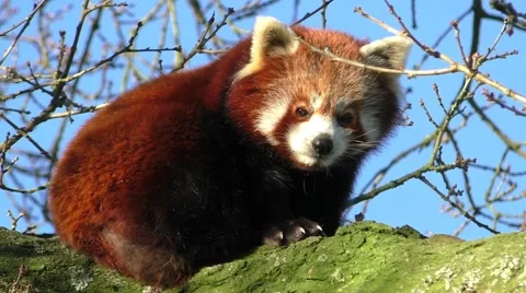 Red Panda female resting in a tree Stock Footage 46677790