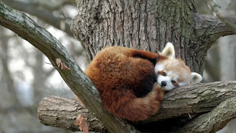Red Panda, Firefox or Lesser Panda (Ailurus fulgens) resting in a tree. Stock Footage 88136692
