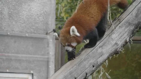 Red Panda, Firefox or Lesser Panda Ailurus fulgens on the tree Stock-Fotos