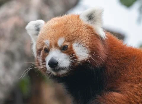 Red Panda, Firefox or Lesser Panda Ailurus fulgens on the tree Foto stock