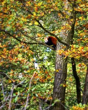 Red Panda, Firefox or Lesser Panda (Ailurus fulgens) resting in a tree Stock Photos