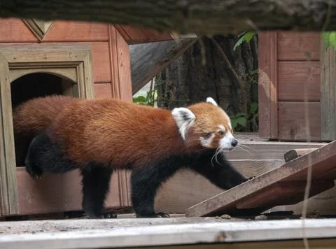 Red Panda, Firefox or Lesser Panda Ailurus fulgens on the tree 스톡 사진