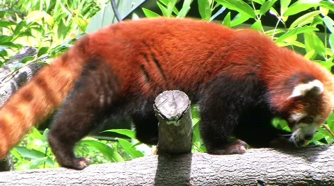 Red panda Stock Footage 303486