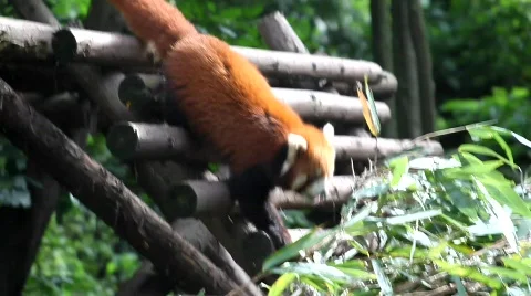 Red Panda 스톡 동영상 512606