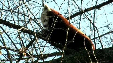 Red Panda Stock Footage 752812