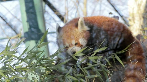 Red panda Video stock 946671